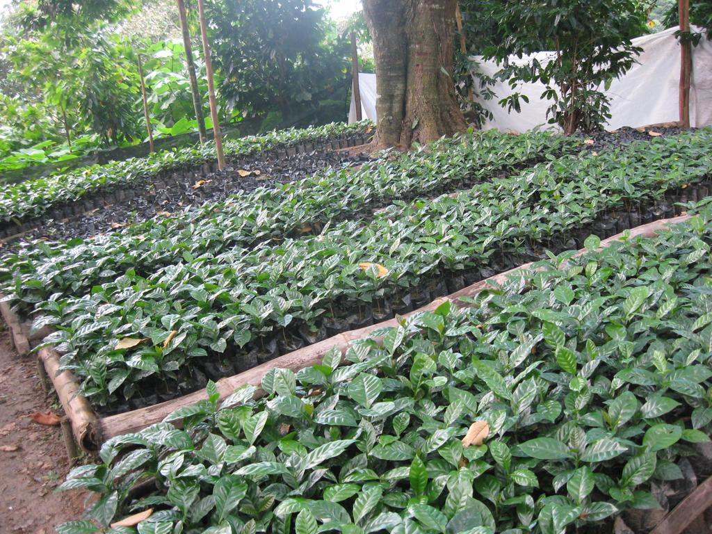 Finca San Rafael - Cafe Y Cacao Minca Eksteriør billede