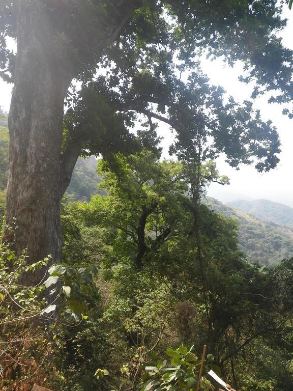 Finca San Rafael - Cafe Y Cacao Minca Eksteriør billede