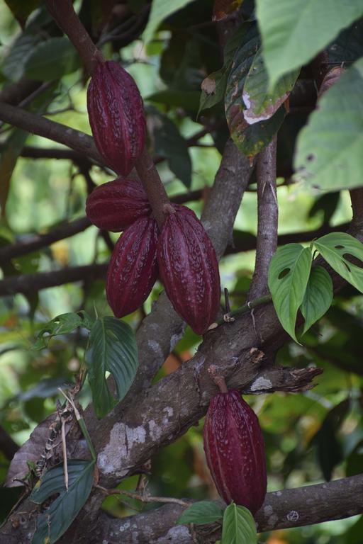 Finca San Rafael - Cafe Y Cacao Minca Eksteriør billede
