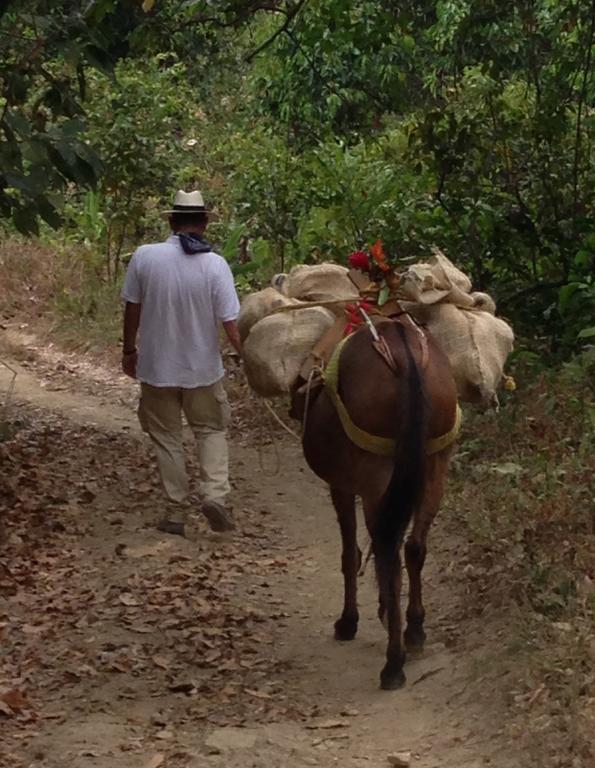 Finca San Rafael - Cafe Y Cacao Minca Eksteriør billede
