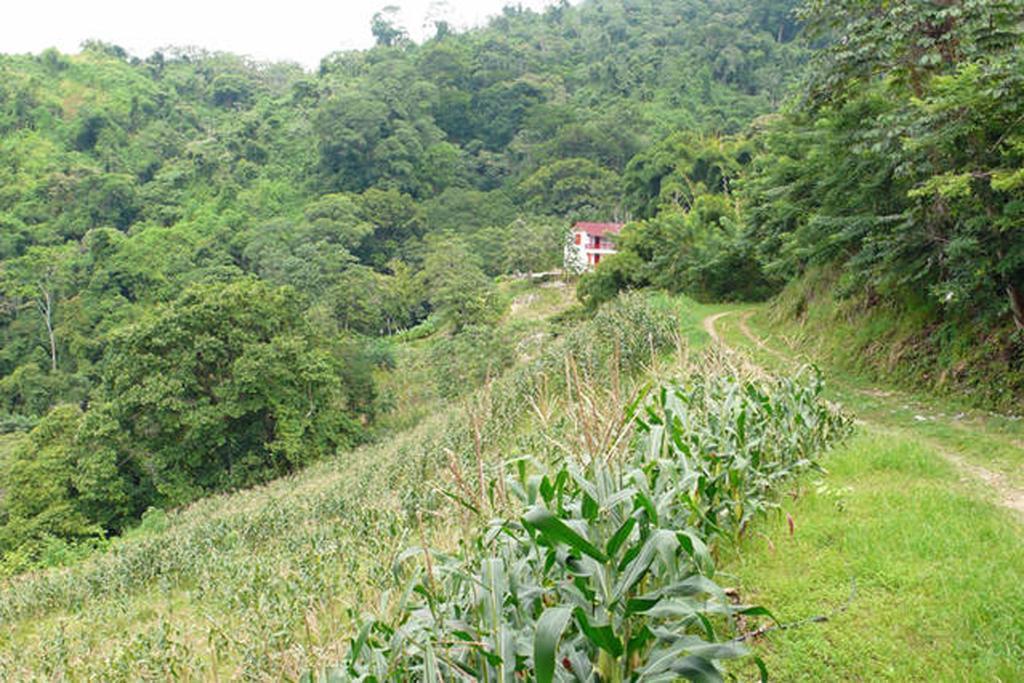 Finca San Rafael - Cafe Y Cacao Minca Eksteriør billede